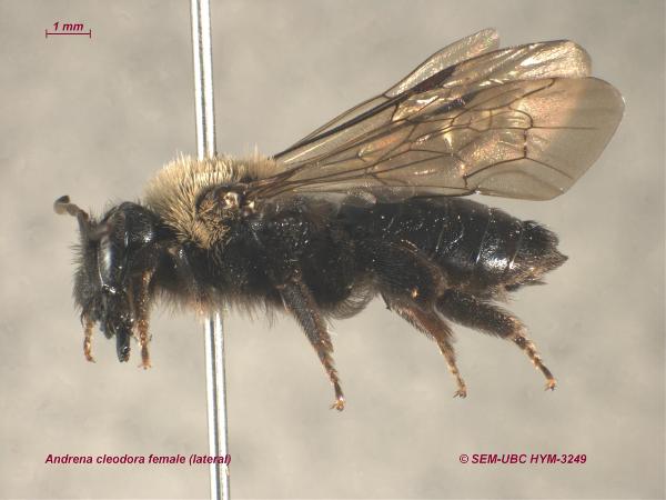 Photo of Andrena cleodora by Spencer Entomological Museum